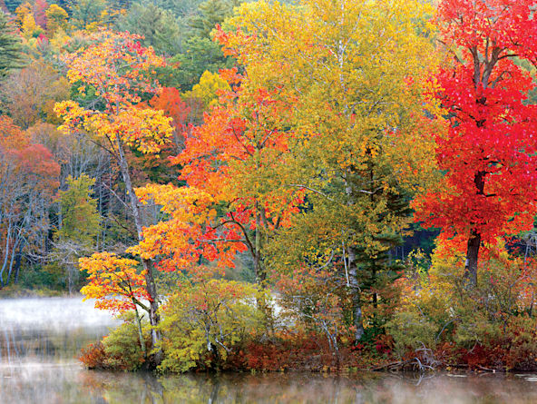 fall foliage